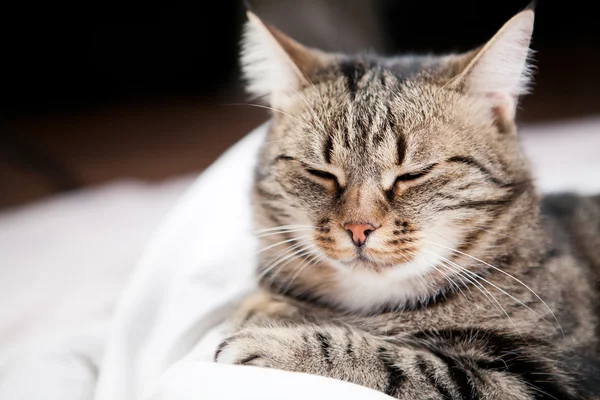 Chat européen devant — Photo