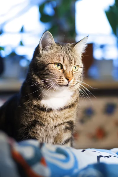 Schöne europäische Katze entspannt sich auf dem Sofa — Stockfoto