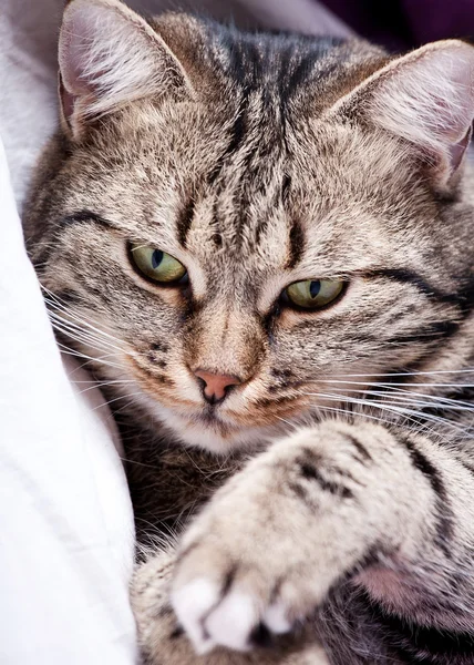 Très beau jeune chat européen — Photo