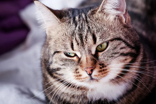 Mourovatá kočka při pohledu do strany — Stock fotografie