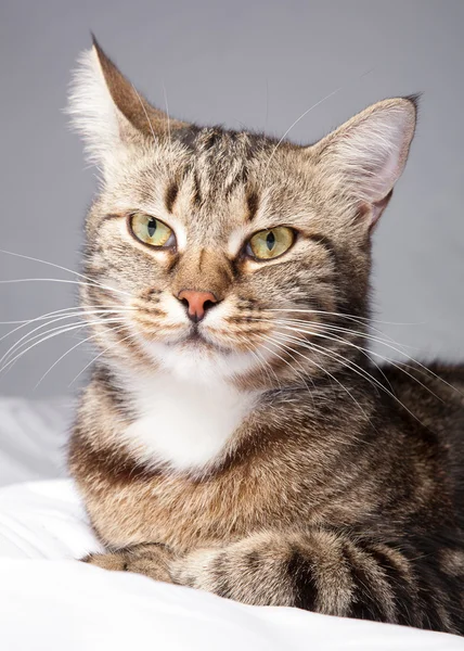 Gato europeu na frente em um fundo cinza — Fotografia de Stock