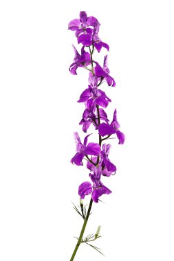 Beyaz arkaplanda izole edilmiş mor çiçekler