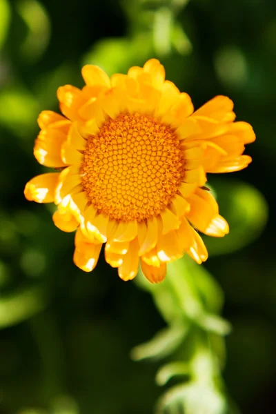 Fleur orange sur fond vert — Photo