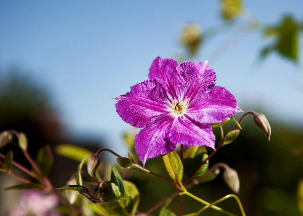 Purple flower in full blossom against blue sky with shallow dept — Stock Photo, Image