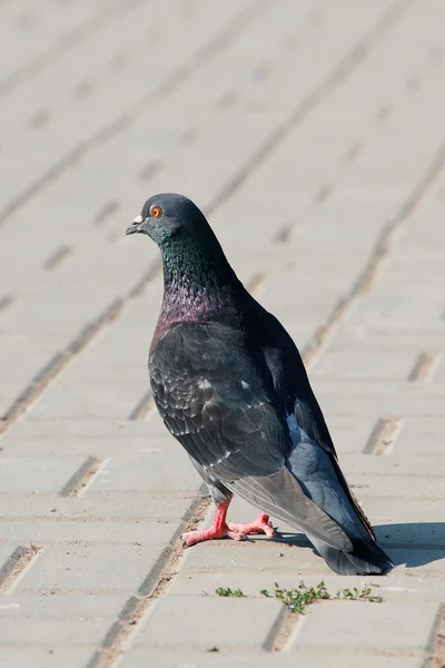Eine einsame Taube, die auf einer Klaue in einer gepflasterten Straße steht — Stockfoto