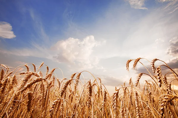 Les pointes du blé et le ciel bleu avec des nuages Images De Stock Libres De Droits