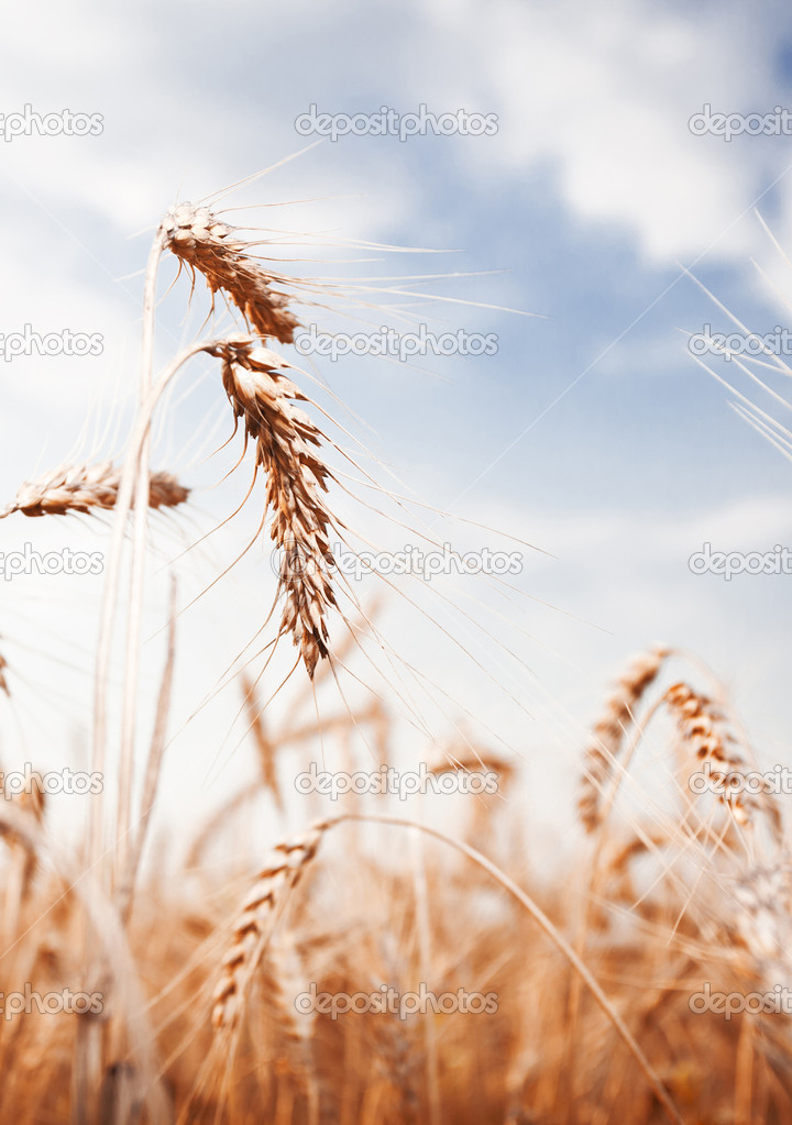 golden wheat ear on a blue sky