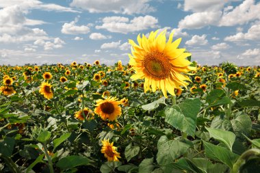 Parlak mavi gökyüzü ile tarlada güzel ayçiçekleri