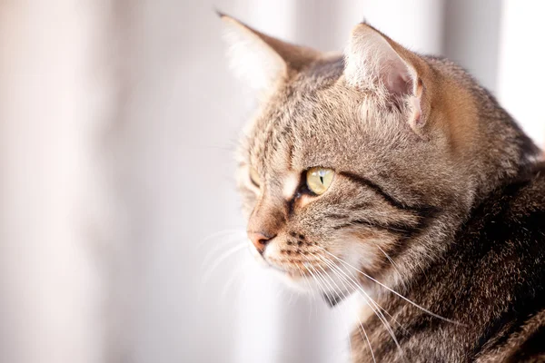 Bellissimo gatto europeo davanti su uno sfondo grigio — Foto Stock