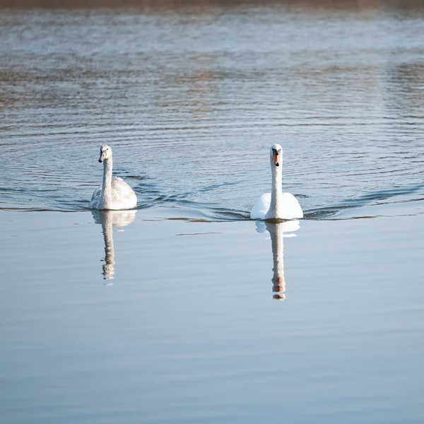 Dois cisnes no lago. — Fotografia de Stock