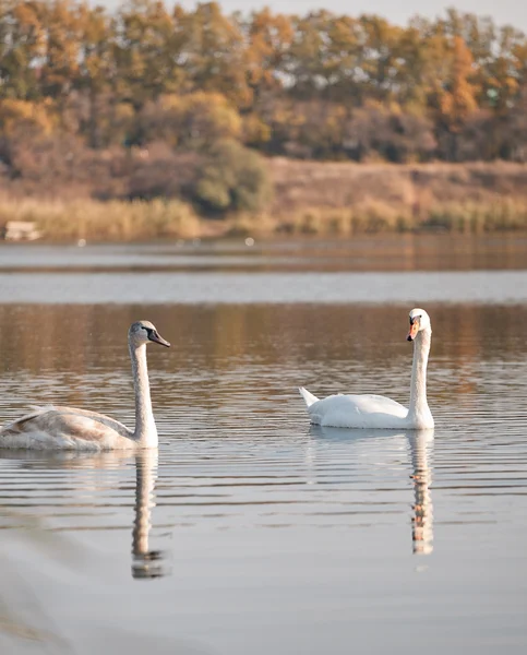 Dos cisnes blancos flotando en el agua —  Fotos de Stock