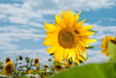 Parlak mavi gökyüzü ile tarlada güzel ayçiçekleri