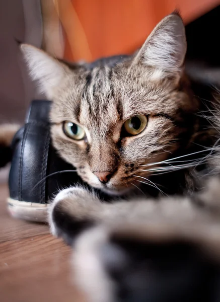 Schöne europäische Katze auf einem Fußboden — Stockfoto