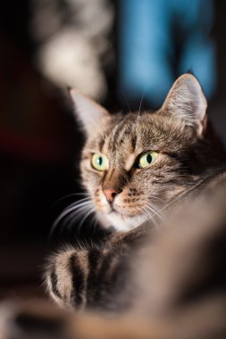 bir katta güzel Avrupa kedi