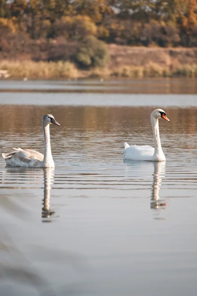 Dos cisnes blancos flotando en el agua —  Fotos de Stock