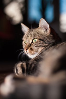 bir katta güzel Avrupa kedi