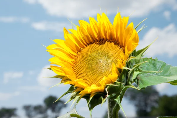 Beaux tournesols dans le champ avec un ciel bleu vif — Photo