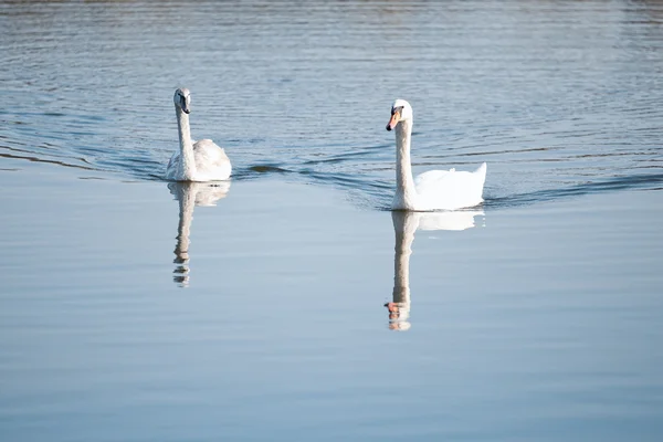 Un par de cisnes en el lago —  Fotos de Stock