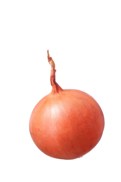 Fresh golden onion isolated on white background — Stock Photo, Image