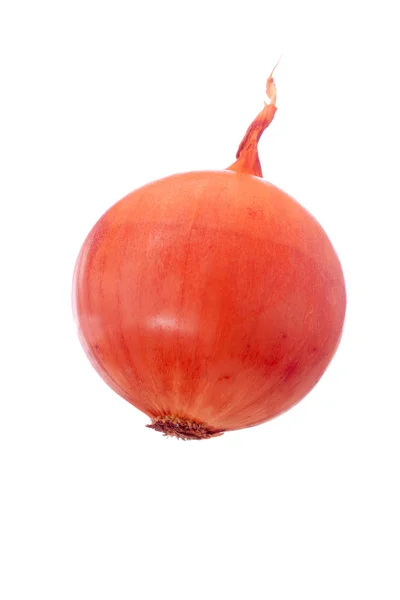 Fresh golden onion isolated on white background — Stock Photo, Image