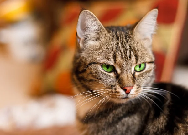 Gato europeu bonito na frente com olho verde — Fotografia de Stock