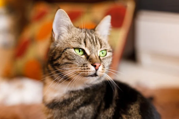 Beautiful European cat in front with green eye — Stock Photo, Image