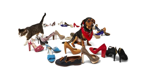 Katze, Hund und Schuhe — Stockfoto