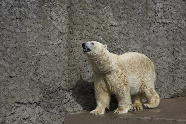 Lední medvěd v zoo — Stock fotografie