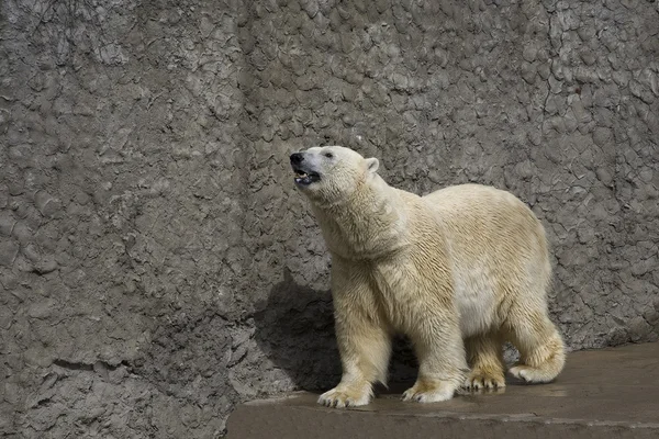 Orso polare in uno zoo — Foto Stock