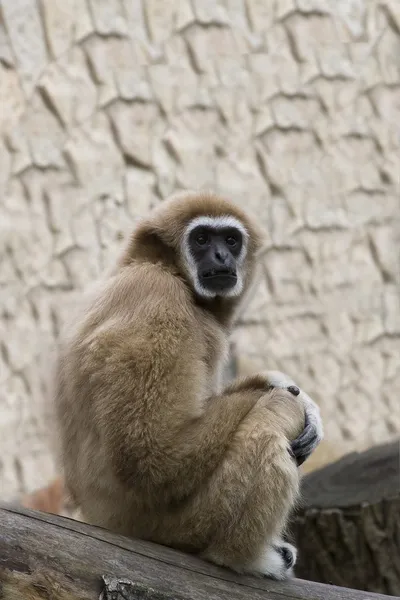 Gibbon sitter med återspeglas — Stockfoto