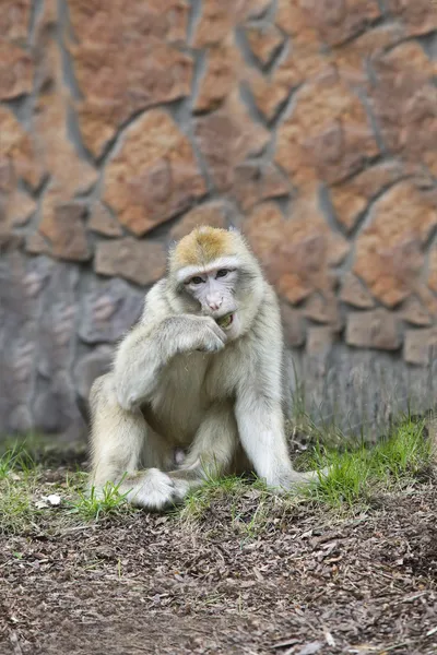 O macaco barbary mastiga uma grama — Fotografia de Stock