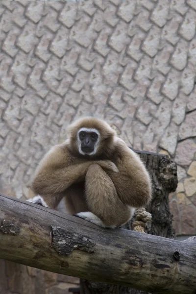 Der Gibbon sitzt und reflektiert — Stockfoto