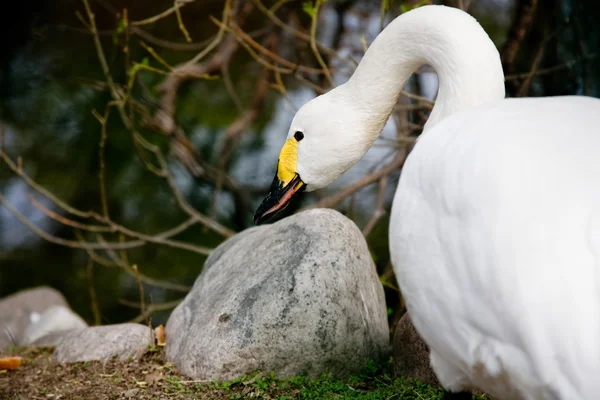 De zwaan scherpt een snavel — Stockfoto