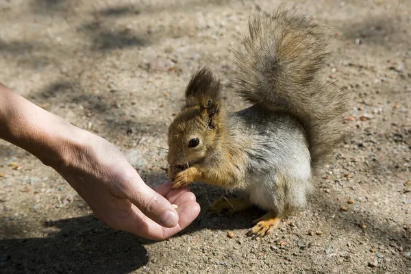 Den röda ekorren äter från en hand — Stockfoto