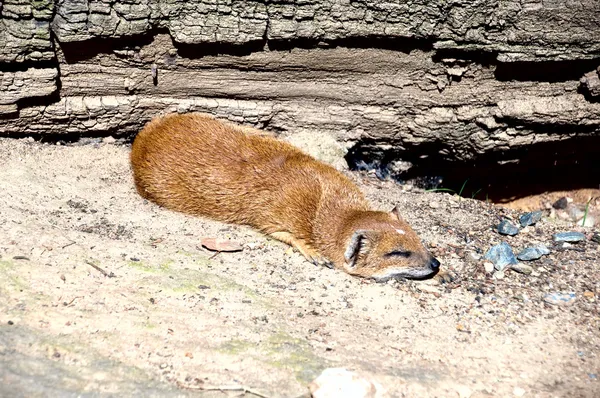 Trpasličí mongoose — Stock fotografie