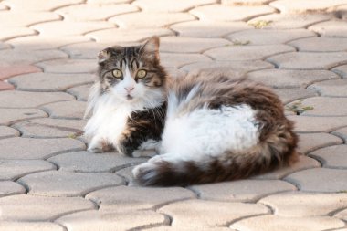 Aydınlık bir yaz gününde şehir sokaklarında bir kedinin portresi.