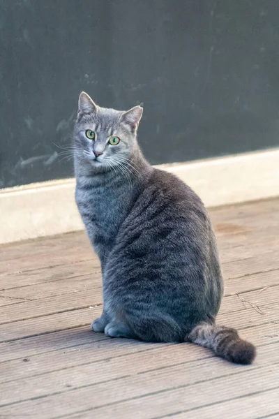 Portret Van Een Kat Straat Stad Heldere Zomerdag — Stockfoto