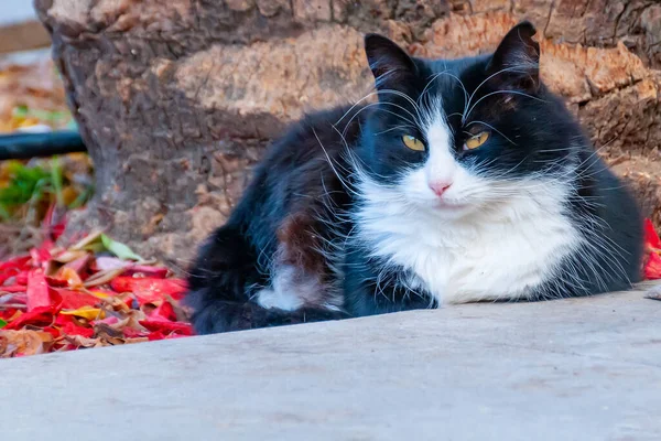 Porträtt Katt Stadens Gata Ljusa Sommardag — Stockfoto