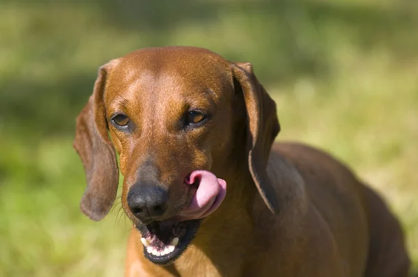 Dachshund köpek dudaklarını yalıyor