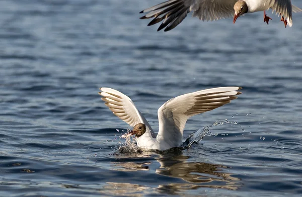 Gaivotas de cabeça preta caçam — Fotografia de Stock