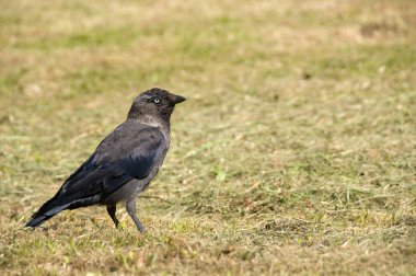 bir küçük karga güneş ışığında çimenlerin üzerinde durdu..