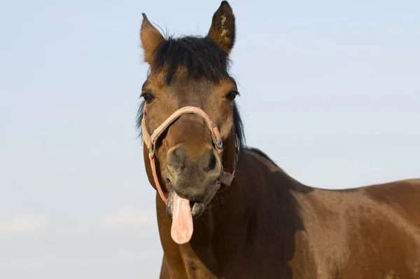 Лошадь показывает язык — стоковое фото