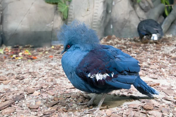 Gekroonde Pigeon (Goura) — Stockfoto