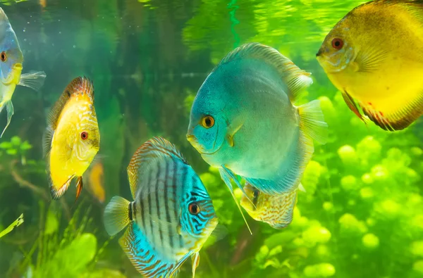Красивая цветная рыба — стоковое фото