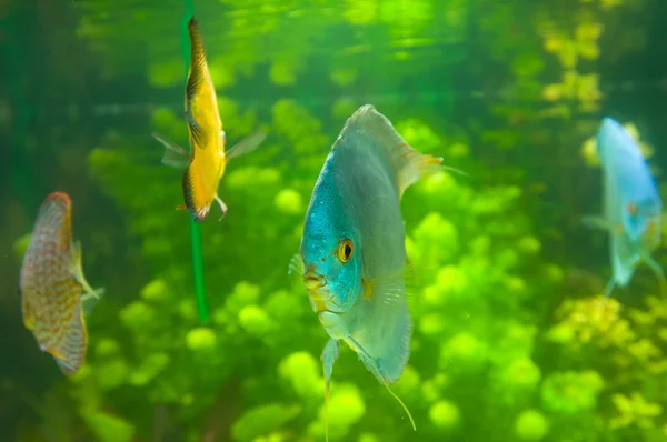 Vacker färgad fisk — Stockfoto