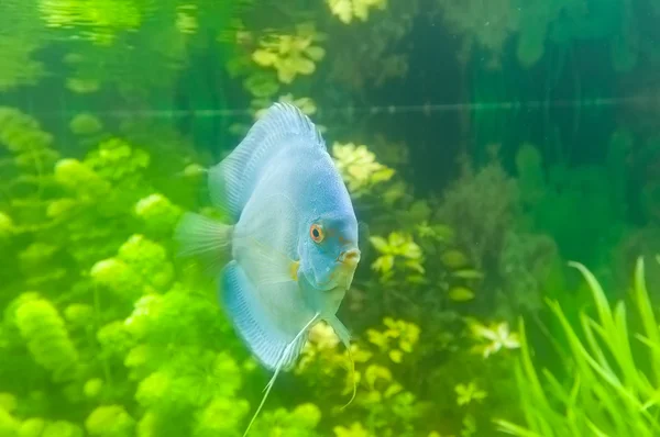 Bonito peixe colorido — Fotografia de Stock