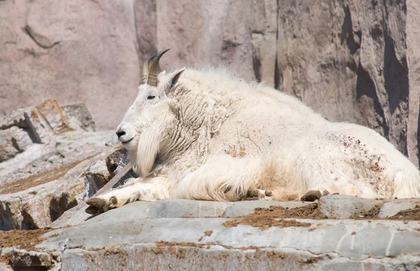 Mountain goat — Stock Photo, Image