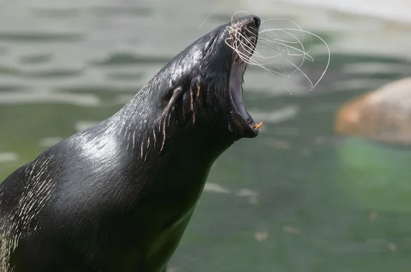 Northern fur seal — Stock Photo, Image