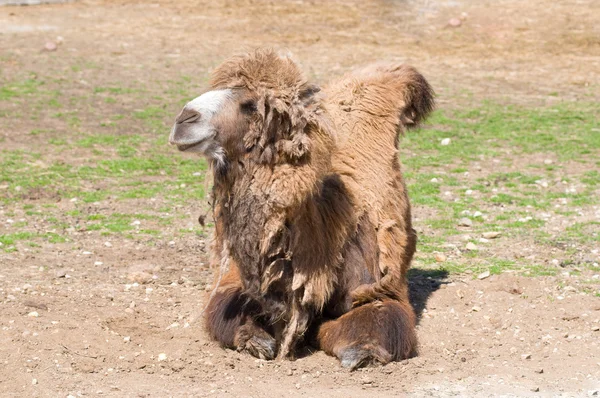 Camel resting — Stock Photo, Image