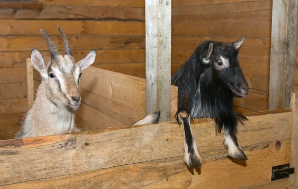 The goats in the pen — Stock Photo, Image